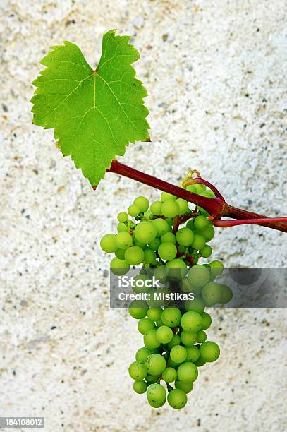 Zielone Winogrona Na Winorośli - zdjęcia stockowe i więcej obrazów Alkohol - napój - Alkohol - napój, Białe winogrono, Dojrzały