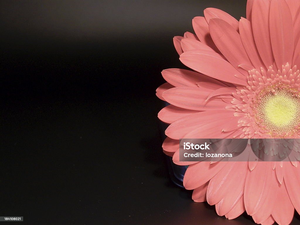 Sfondo rosa margarita - Foto stock royalty-free di Ambientazione esterna