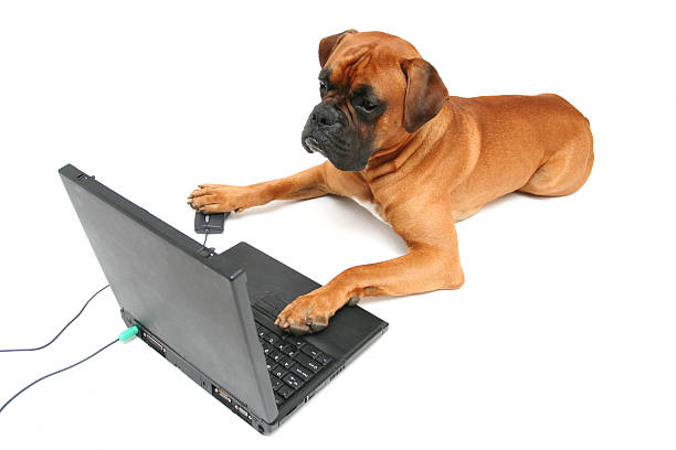 Pies pracujących na laptopa – zdjęcie