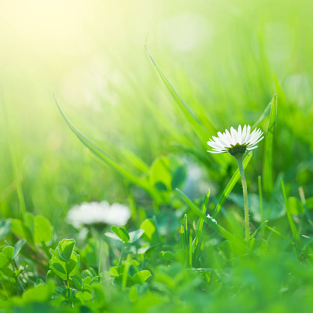 istock Morning in the field 184108117