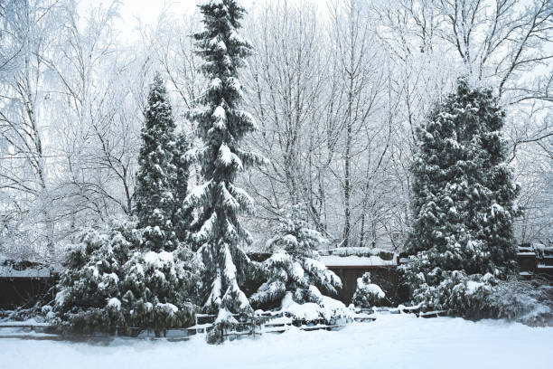 Tree branches with frost outdoors