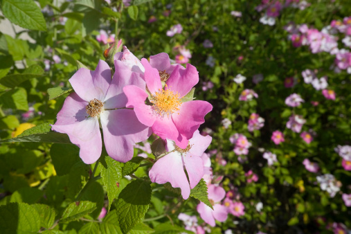 Alaska’s state flower.  Prominent throughout the state.  A flowering plant in the Rosaceae family. It is commonly known as the prickly wild rose, prickly rose, bristly rose, wild rose or Arctic rose.