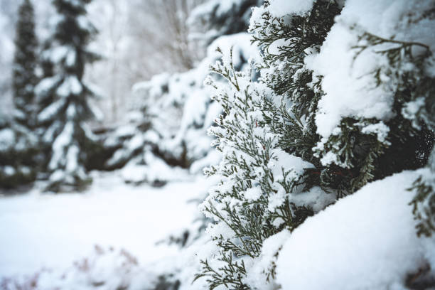 Tree branches with frost outdoors
