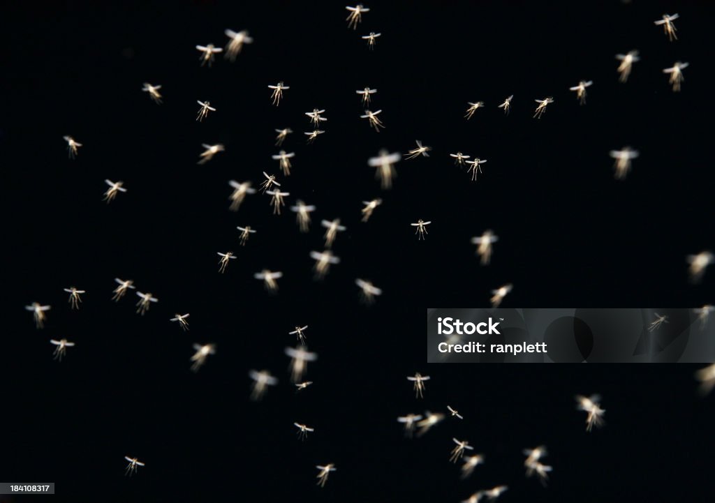 Swarm of Mosquitos at Night "A unique and very challenging shot of a swarm of mosquitoes as they buzz throughout the night. Great for using in flash animations! As always, my images are processed from" Mosquito Stock Photo