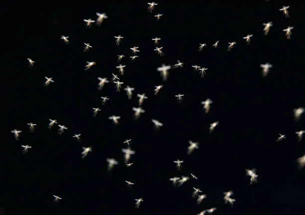 "A unique and very challenging shot of a swarm of mosquitoes as they buzz throughout the night. Great for using in flash animations! As always, my images are processed from"