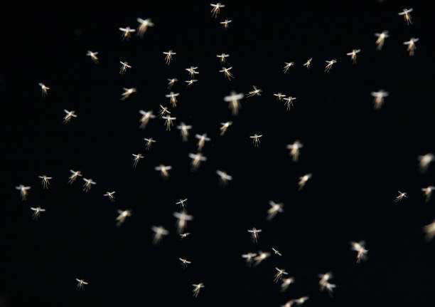 Swarm de Mosquitos à noite - foto de acervo