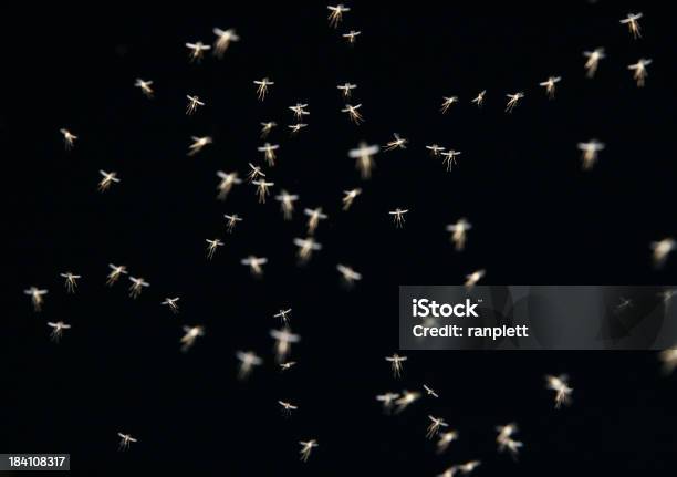 Enxame De Mosquitos À Noite - Fotografias de stock e mais imagens de Mosquito - Mosquito, Enxame de insetos, Voar