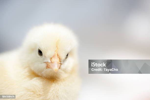 Baby Huhn Blick In Die Kamera Mit Textfreiraum Stockfoto und mehr Bilder von Anfang - Anfang, Bildkomposition und Technik, Blick in die Kamera