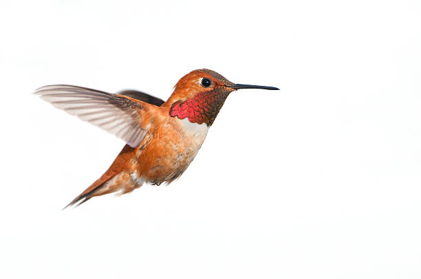 rufous hummingbird mężczyzna-białe tło xl - floating bird zdjęcia i obrazy z banku zdjęć