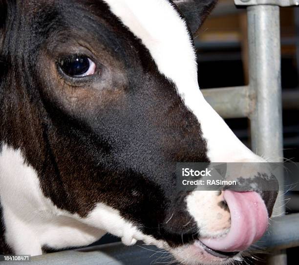 Me Encanta Mi Boogers Foto de stock y más banco de imágenes de Ganado domesticado - Ganado domesticado, Lamer, Amor - Sentimiento