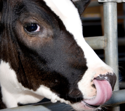 Cow licks its own nose clean.