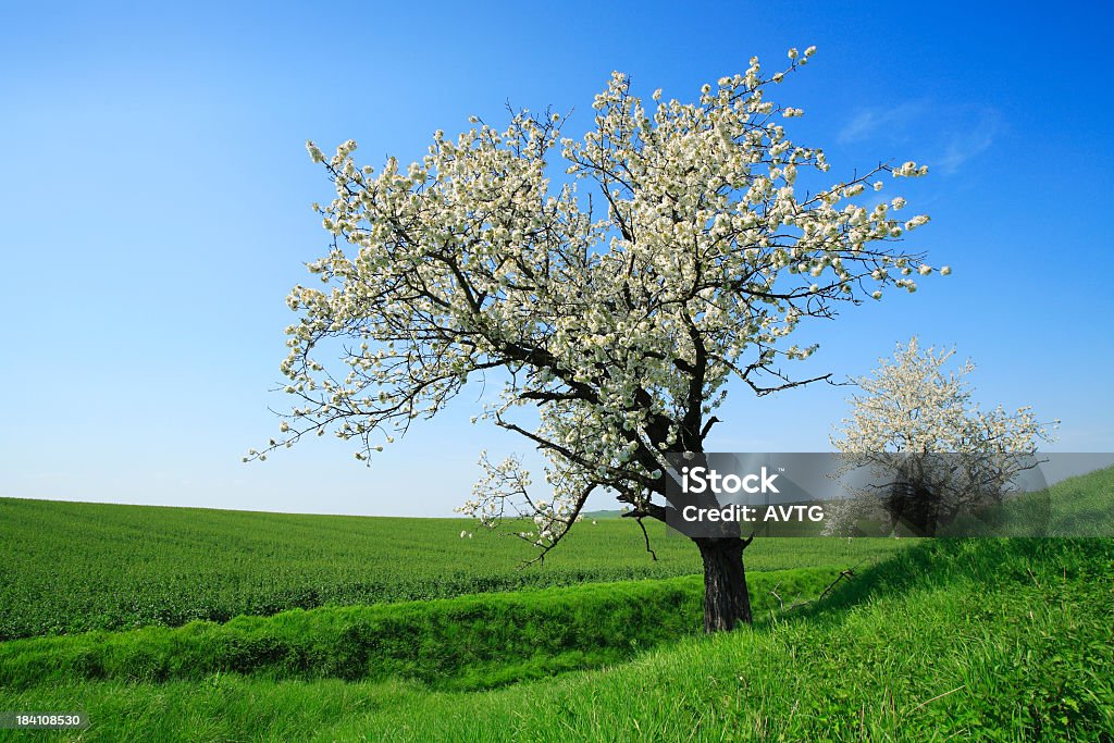 Blossoming Cherry Trees in Green Fields http://www.istockphoto.com/file_thumbview_approve.php?size=1&id=623099 Agricultural Field Stock Photo