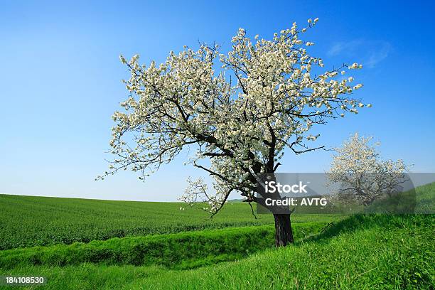 Blossoming Cherry Trees In Green Fields Stock Photo - Download Image Now - Agricultural Field, Agriculture, Beauty In Nature