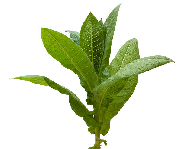 Tobacco Plant. Isolated on white. crop plant stock pictures, royalty-free photos & images