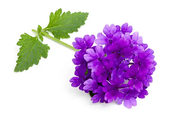 "Purple head of verbena with stem and leaves, isolated on white."
