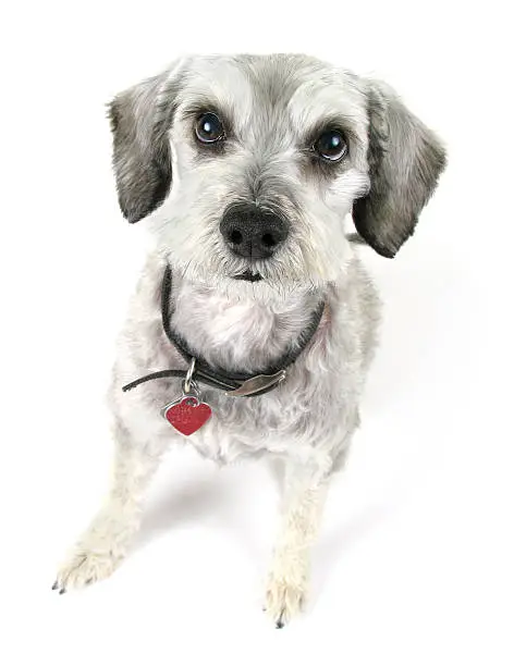 "A schnoodle (schnauzer/poodle mix) with a pleading, questioning expression."
