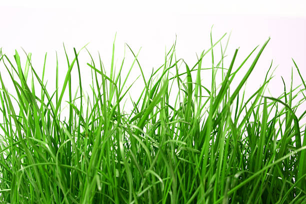 Grass background (very realistic artificial grass)