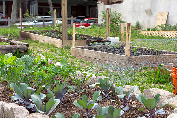 istock Urban community garden 184109099