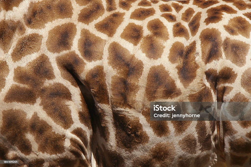 Textura de pele de girafa - Royalty-free Animal Foto de stock