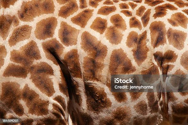 Textura De Pele De Girafa - Fotografias de stock e mais imagens de Animal - Animal, Animal de Safari, Camuflagem - Conceito