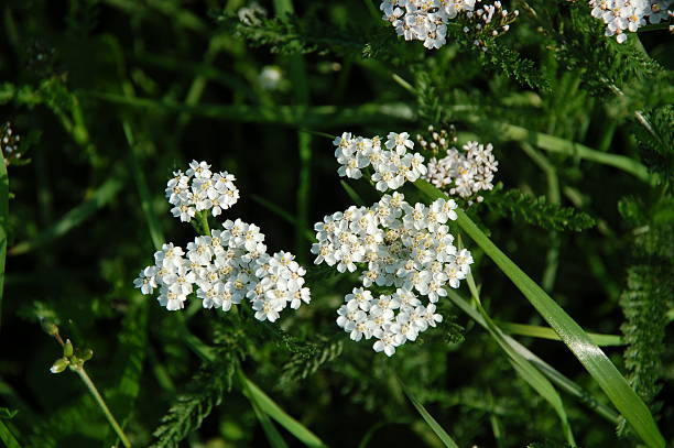 achillea millefolium - depressant fotografías e imágenes de stock