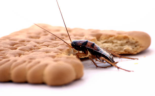 cockroach stock photo