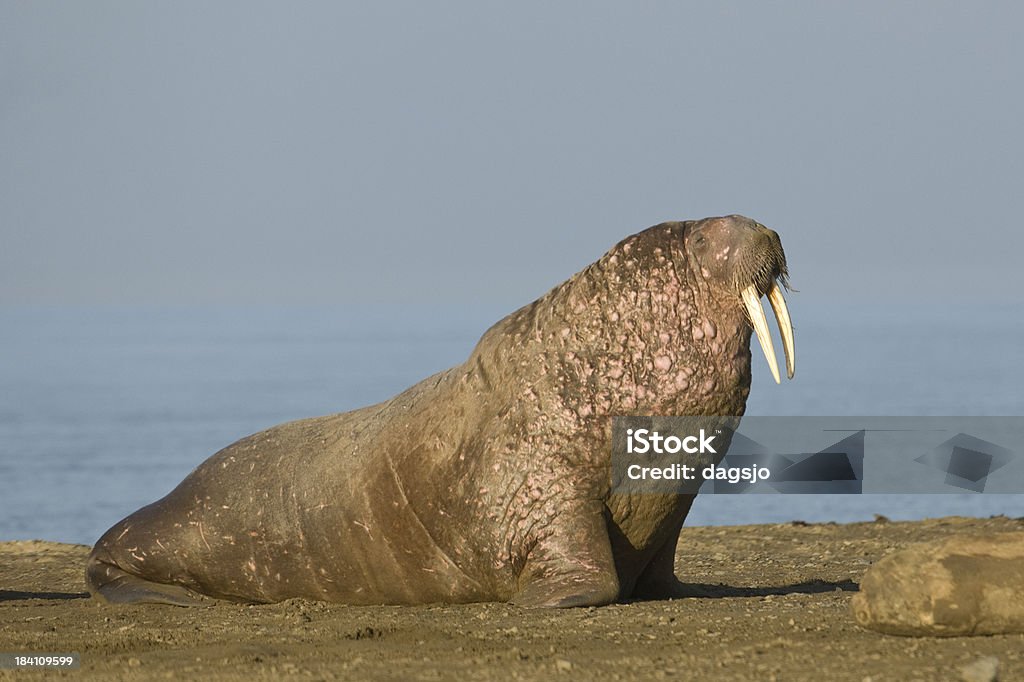 Walrus "Walrus in Svalbard, Arctic." Walrus Stock Photo