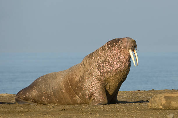 Walrus "Walrus in Svalbard, Arctic." walrus photos stock pictures, royalty-free photos & images
