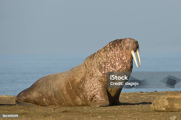 Walrus Stock Photo - Download Image Now - Walrus, Animal, Animal Wildlife