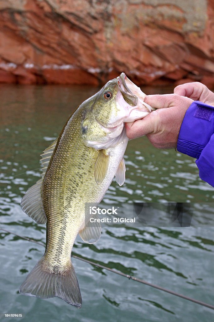 Pesca al bass - Foto stock royalty-free di Piccolo