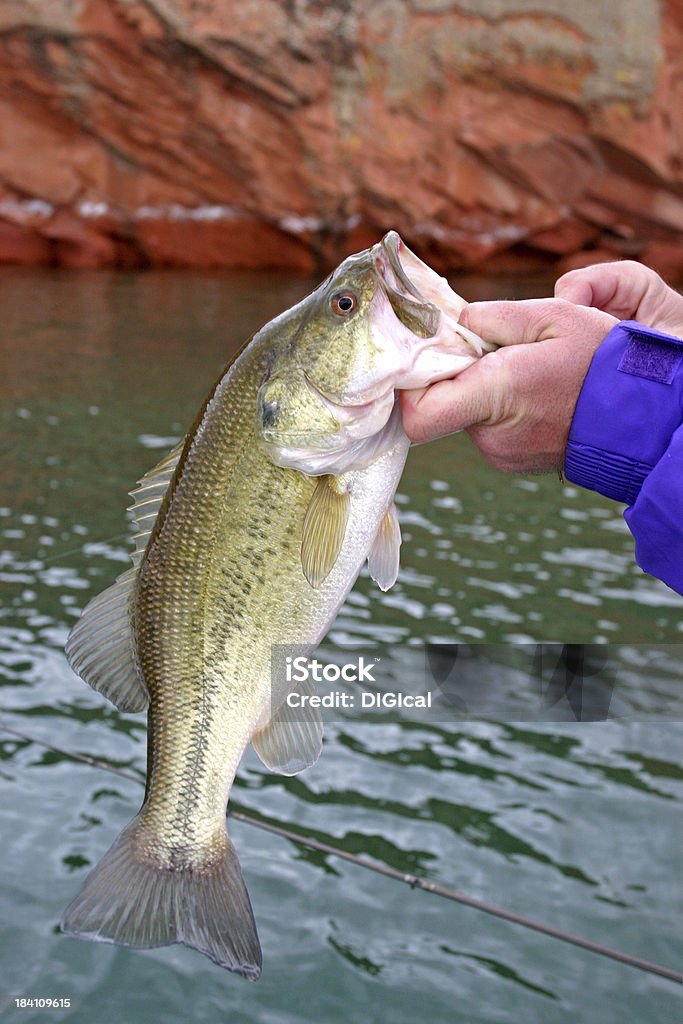 bass fishing fisherman's hand holdinga nice bass taking jig out of its mouth Small Stock Photo