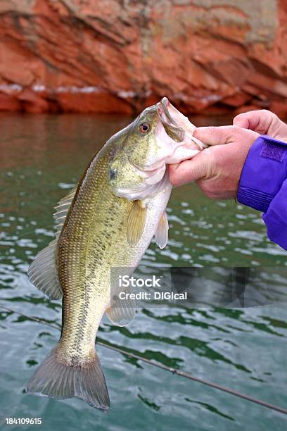 Bass Fishing Stock Photo - Download Image Now - Small, Animal Mouth, Catching