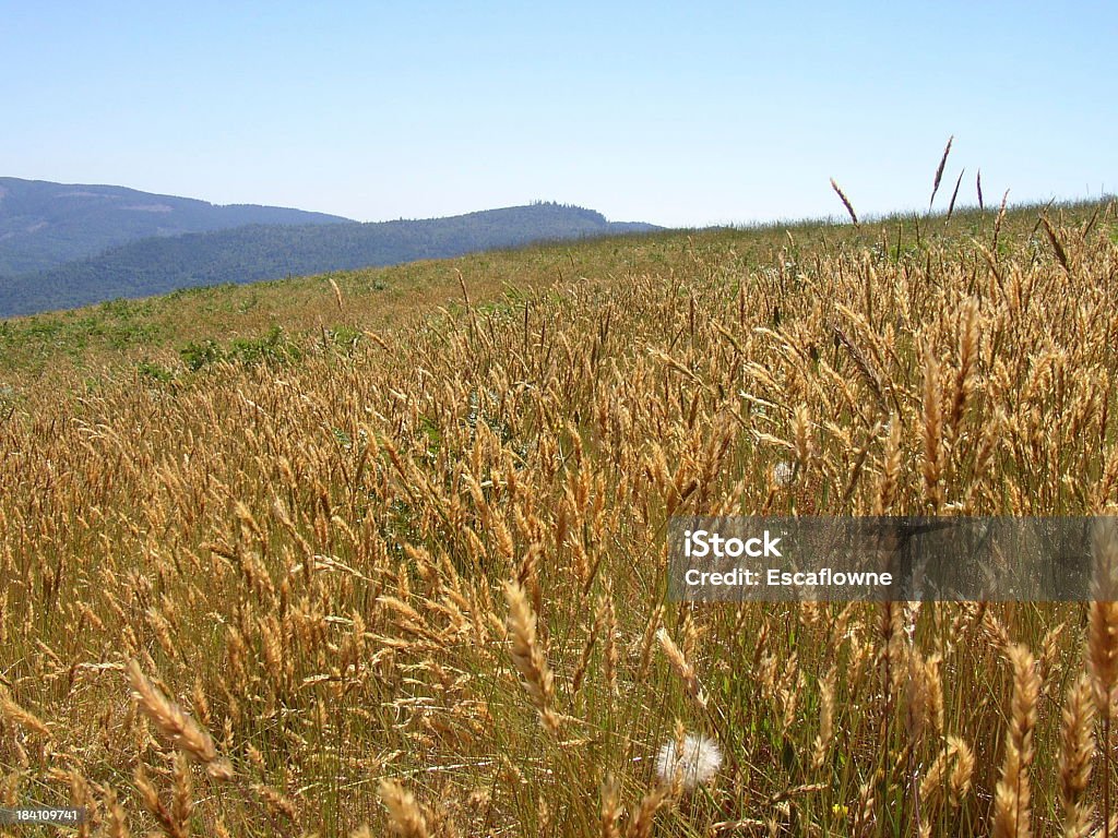 Olas de color ámbar de grano#3 - Foto de stock de Agricultura libre de derechos