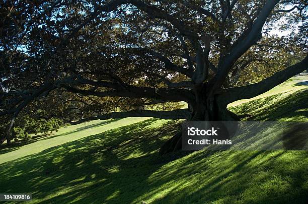 Árbol De Ángulo Foto de stock y más banco de imágenes de Arbusto - Arbusto, Australia, Azul