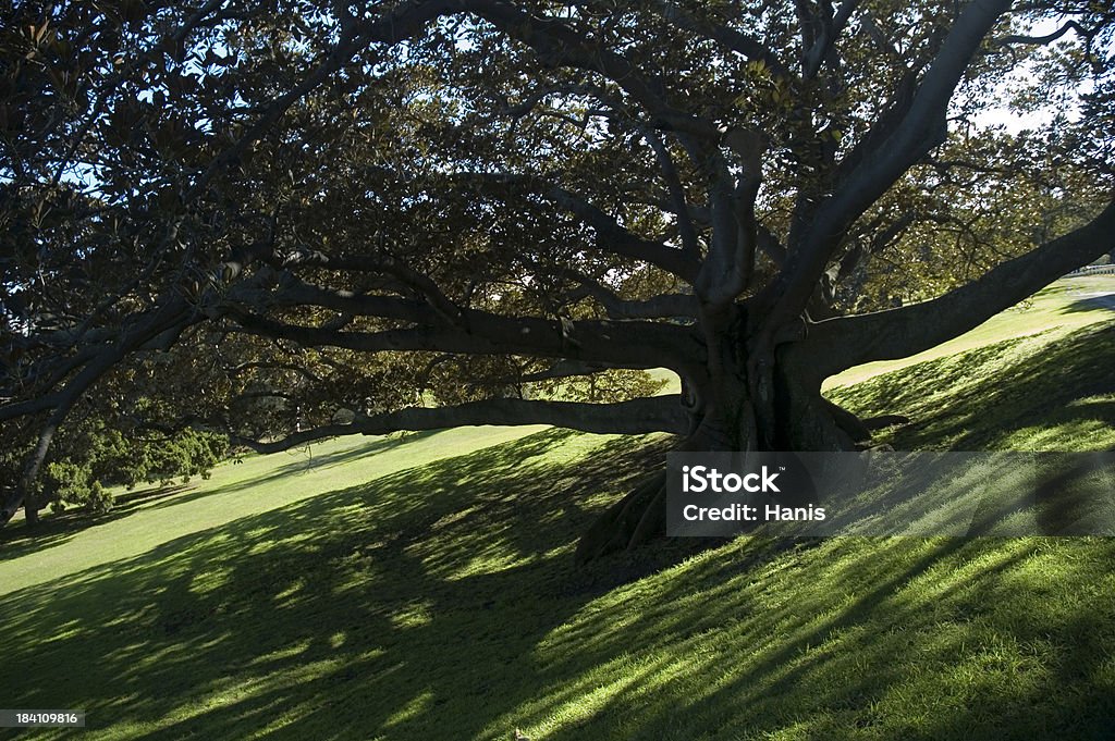 Под дерево - Стоковые фото Австралия - Австралазия роялти-фри