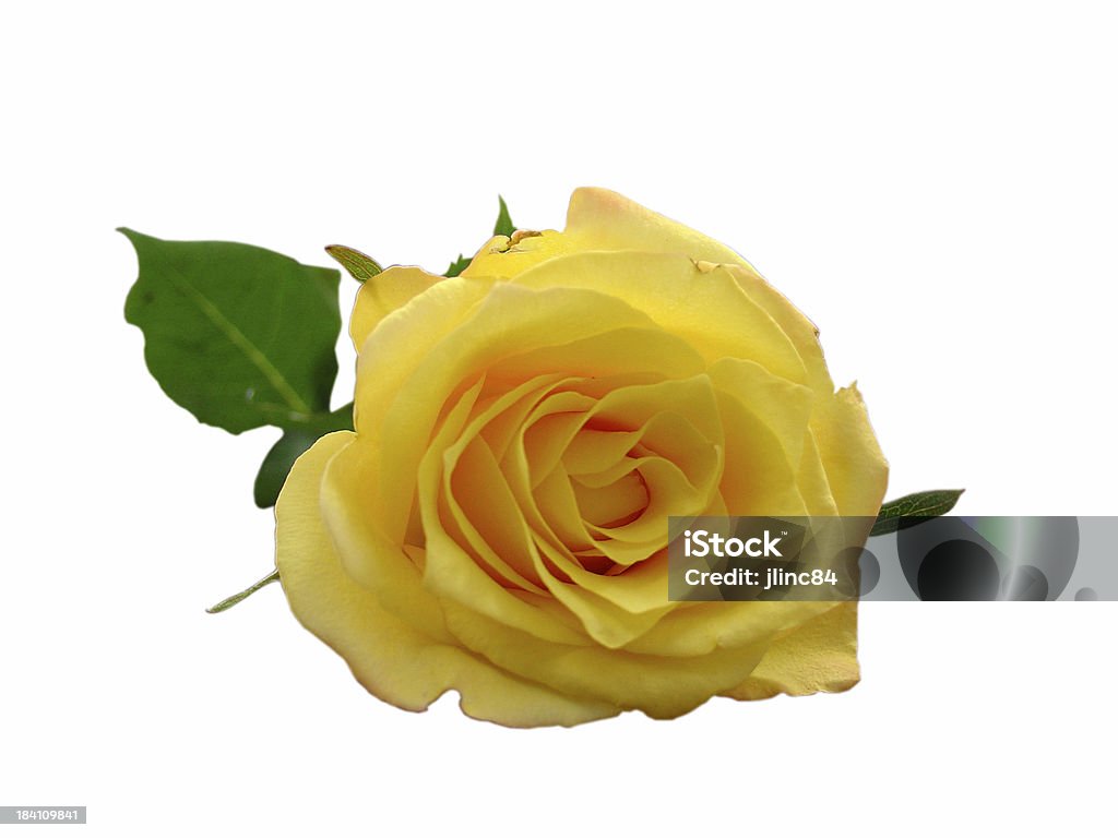clipping path für isolierte Gelbe rose - Lizenzfrei Blatt - Pflanzenbestandteile Stock-Foto