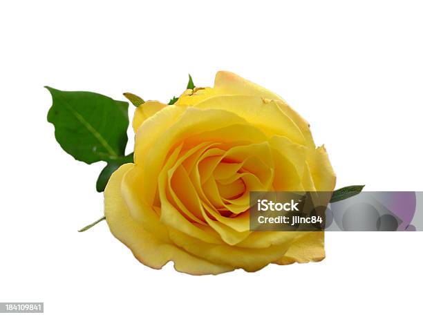 Clipping Path Für Isolierte Gelbe Rose Stockfoto und mehr Bilder von Blatt - Pflanzenbestandteile - Blatt - Pflanzenbestandteile, Blume, Einzelne Blume