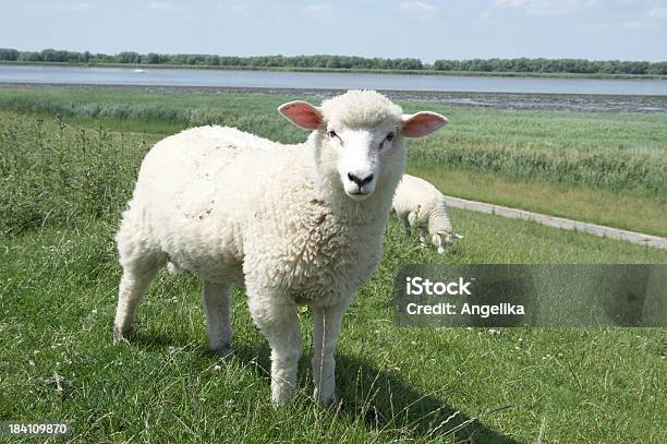 Lamm Stockfoto und mehr Bilder von Blick in die Kamera - Blick in die Kamera, Farbbild, Fluss