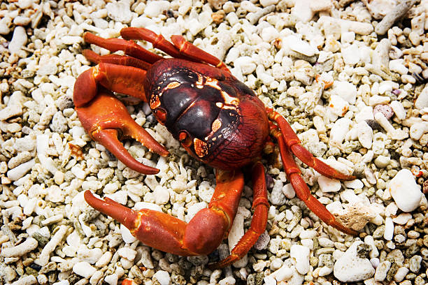 caranguejo ilha de natal vermelho - seldom imagens e fotografias de stock