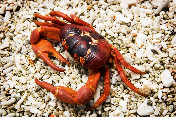red crab christmas island - julön bildbanksfoton och bilder