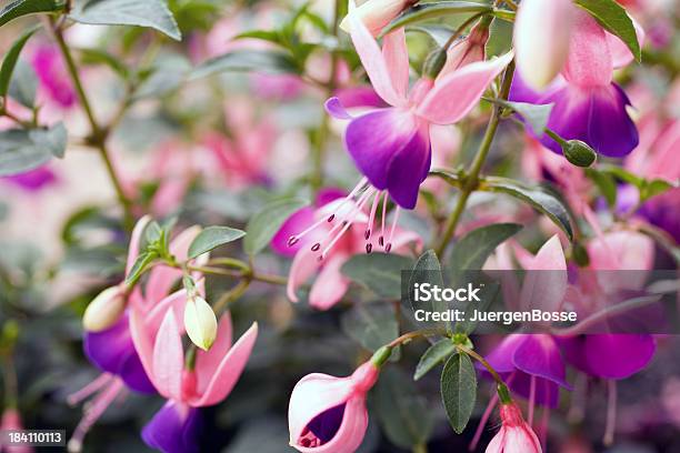 Nahaufnahme Von Purple Fuchsia Stockfoto und mehr Bilder von Bestäubung - Bestäubung, Bildschärfe, Blume