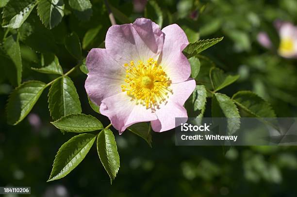 Inglés Rosa Canina Rosa Canina Una Sola Flor Foto de stock y más banco de imágenes de Aire libre - Aire libre, Amarillo - Color, Asistencia sanitaria y medicina