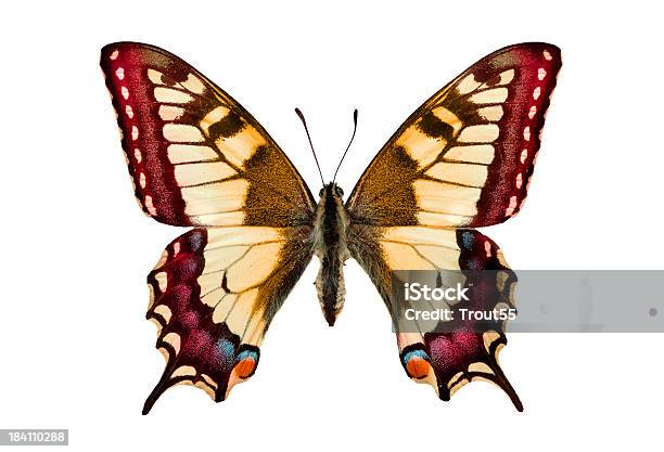 Бабочка — стоковые фотографии и другие картинки Бабочка - Бабочка, Тропический климат, Абстрактный