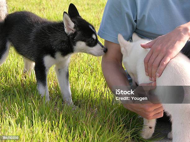 Togetherness Stock Photo - Download Image Now - People, Puppy, Smelling