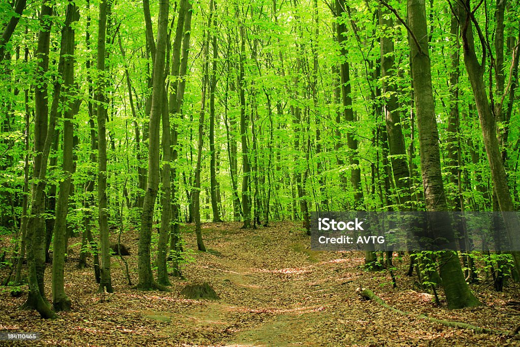 Lush Spring Forest beech forest in spring Beech Tree Stock Photo