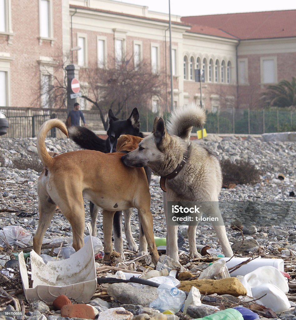 Três Cães - Royalty-free Animal perdido Foto de stock