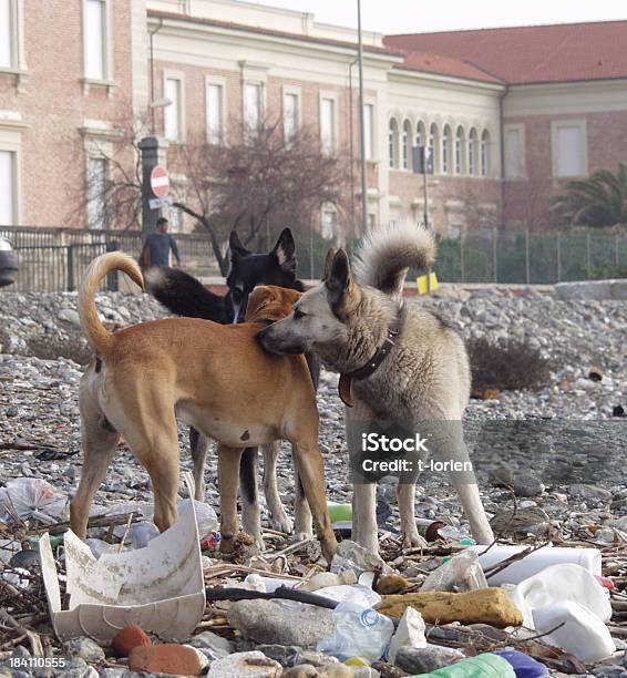 Foto de Três Cães e mais fotos de stock de Animal Perdido - Animal Perdido, Itália, Animais Machos