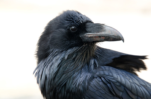 Raven Face- fondo blanco photo