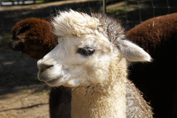 istock Closeup of an Alpaca 184110597