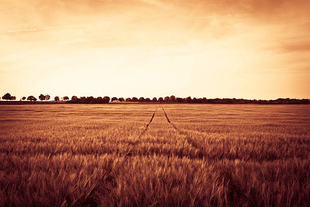 titel über eine weath feld bei sonnenuntergang, niederlande - sepia toned field wheat sign stock-fotos und bilder